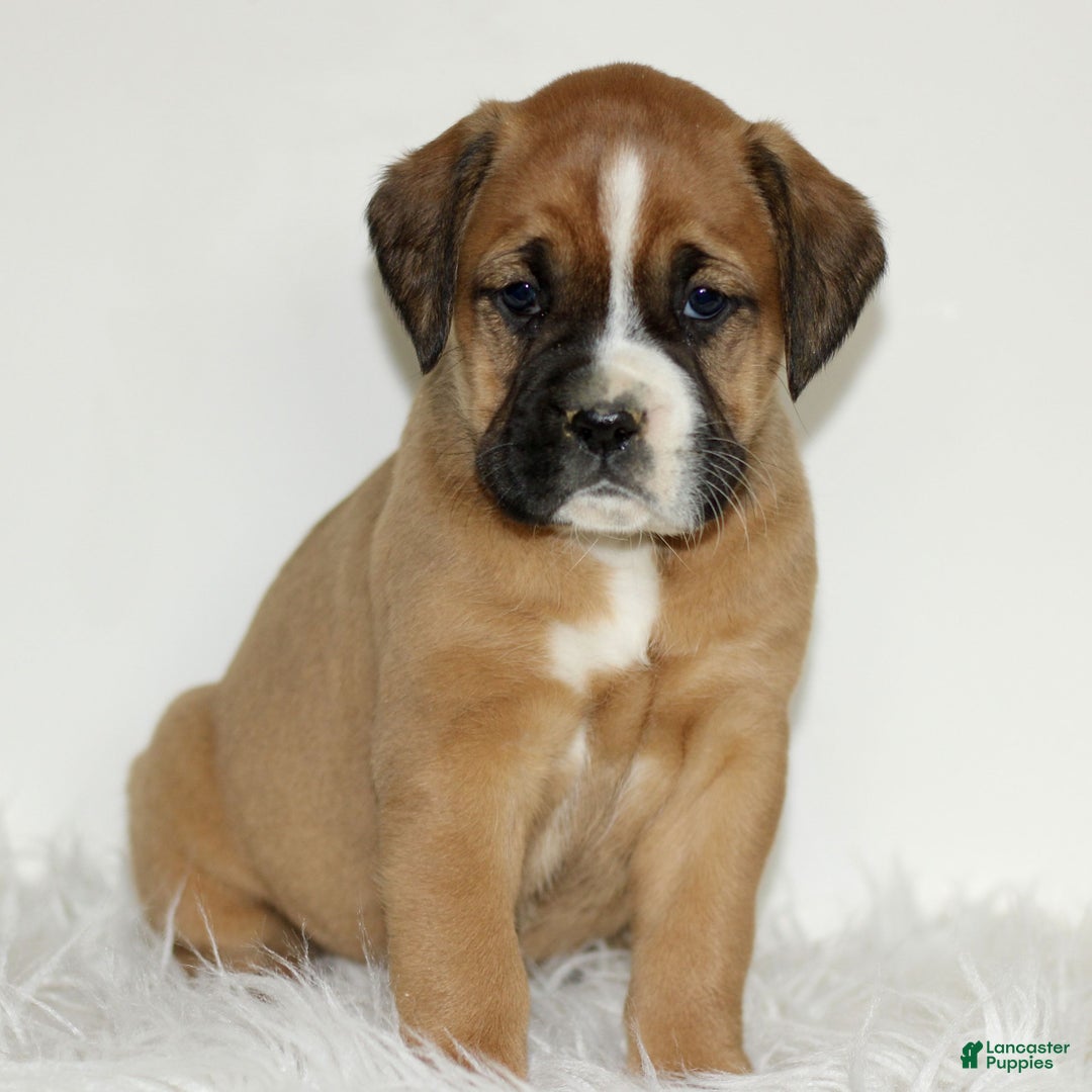 Mixed Breed dogs for sale: Darla  - Ad 1