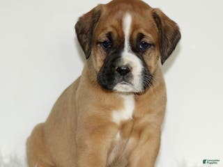 Mixed Breed dogs Darla - Ad 31