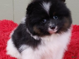 Pomeranian dogs - Ad 27