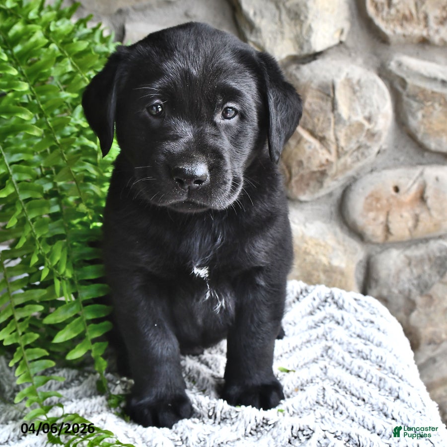 Labrador Retriever dogs Mocha - Ad 1