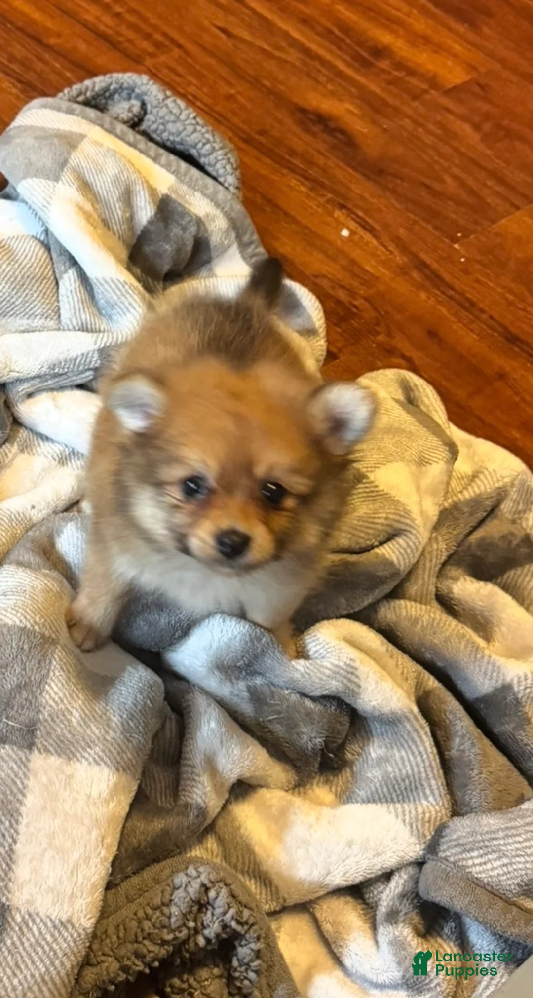 Pomeranian dogs for sale: Bambi - Ad 1