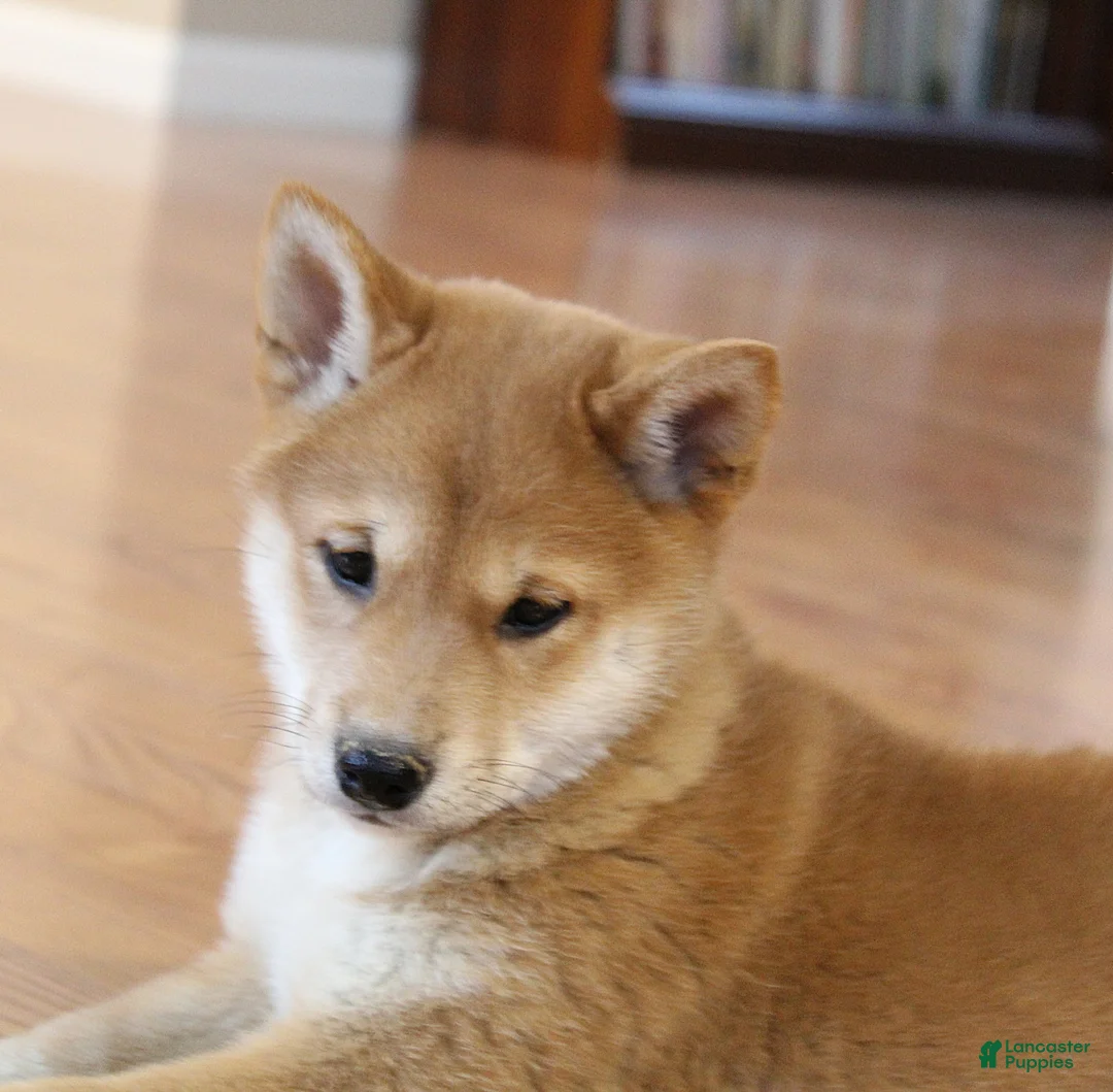 Shiba Inu dogs for sale: Tassy - Ad 6