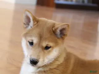 Shiba Inu dogs Tassy - Ad 1