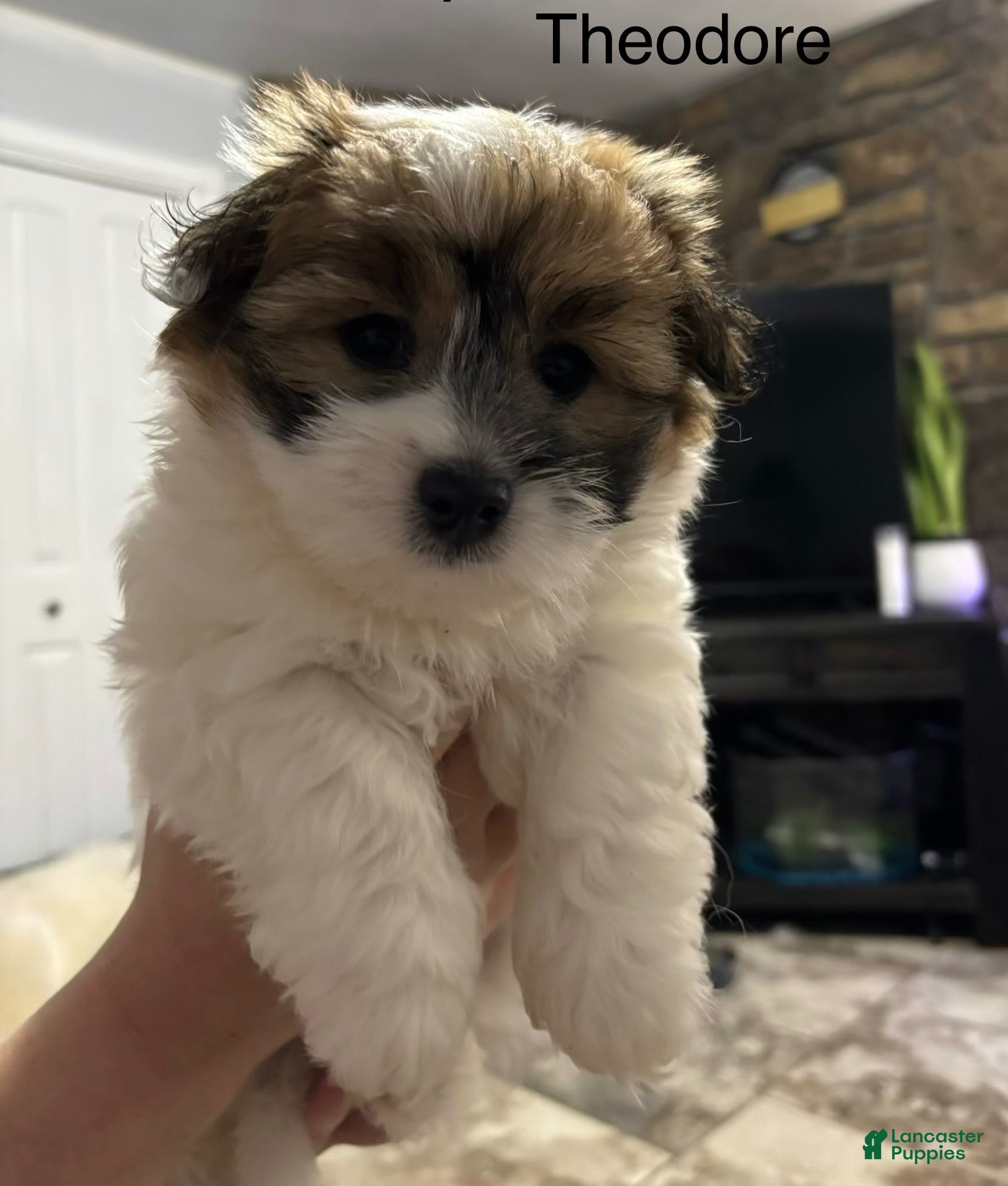 Coton De Tulear dogs Coton De Tulear 2 - Ad 7