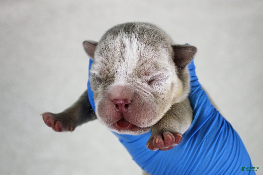 American Bully dogs for sale: Lilac Merle Male - Ad 4