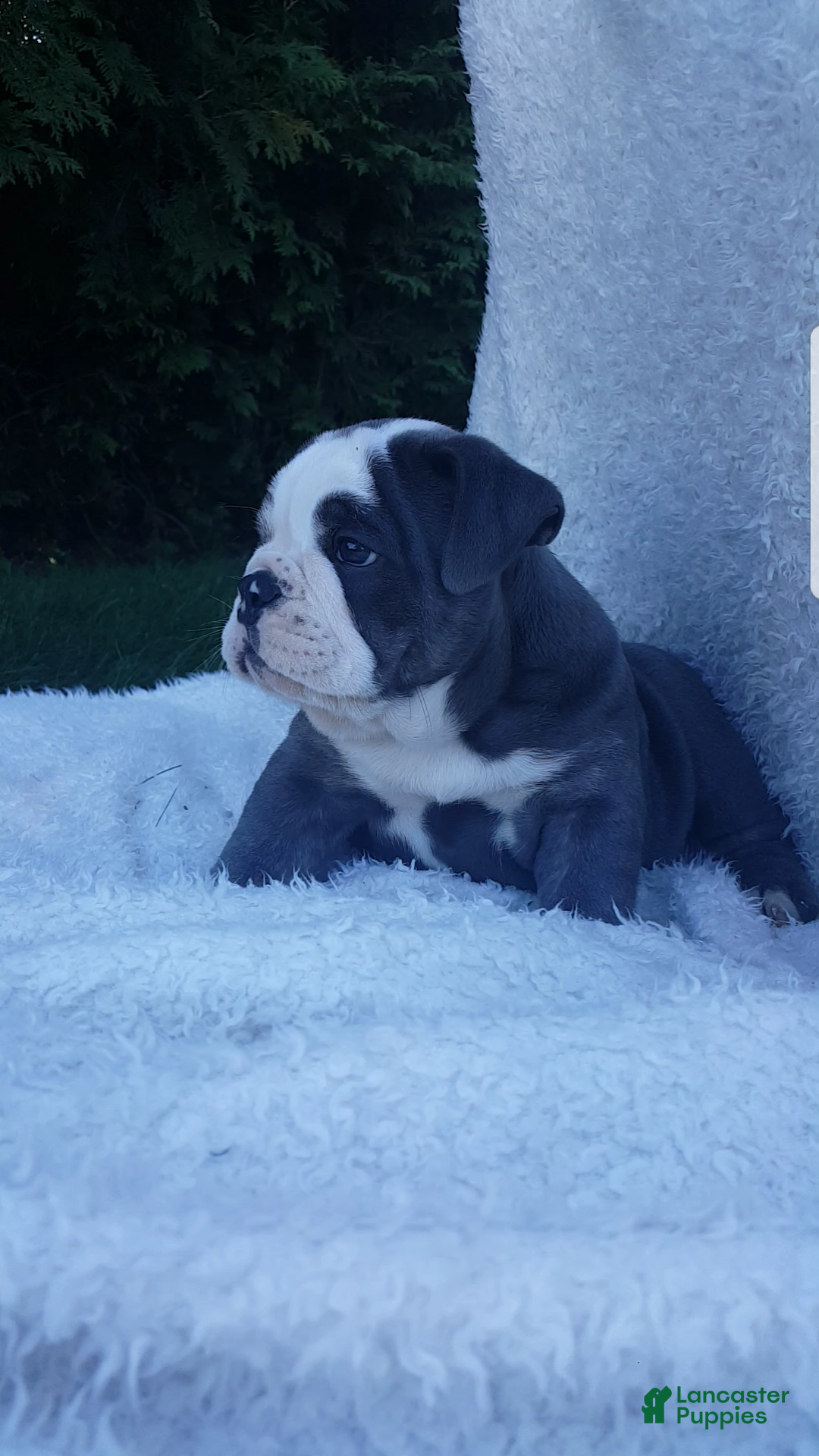 Basil