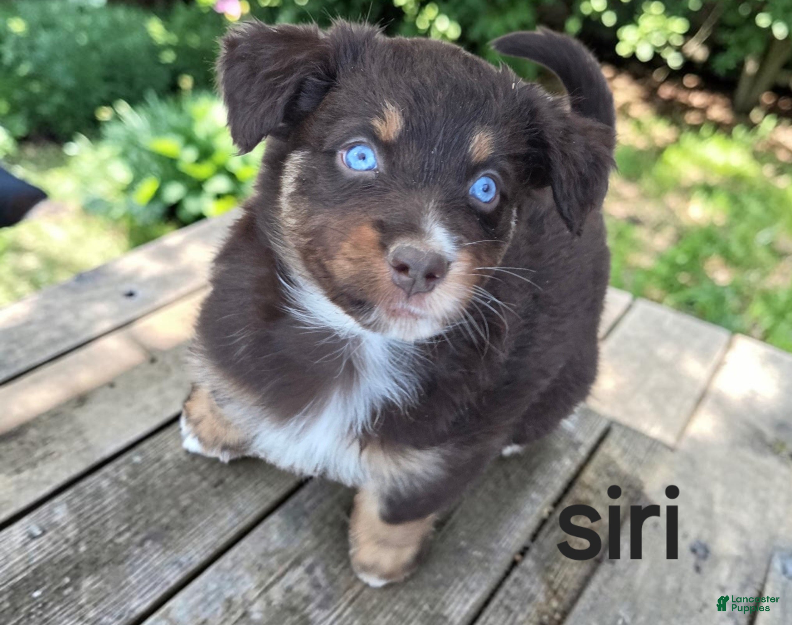 Australian Shepherd dogs Siri - Ad 1