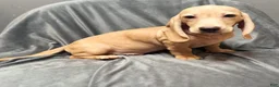 Miniature Dachshund dogs for sale: Brody - Ad 2