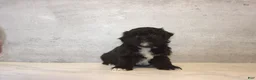 Teddy Bear dogs for sale: Bramble  - Ad 2