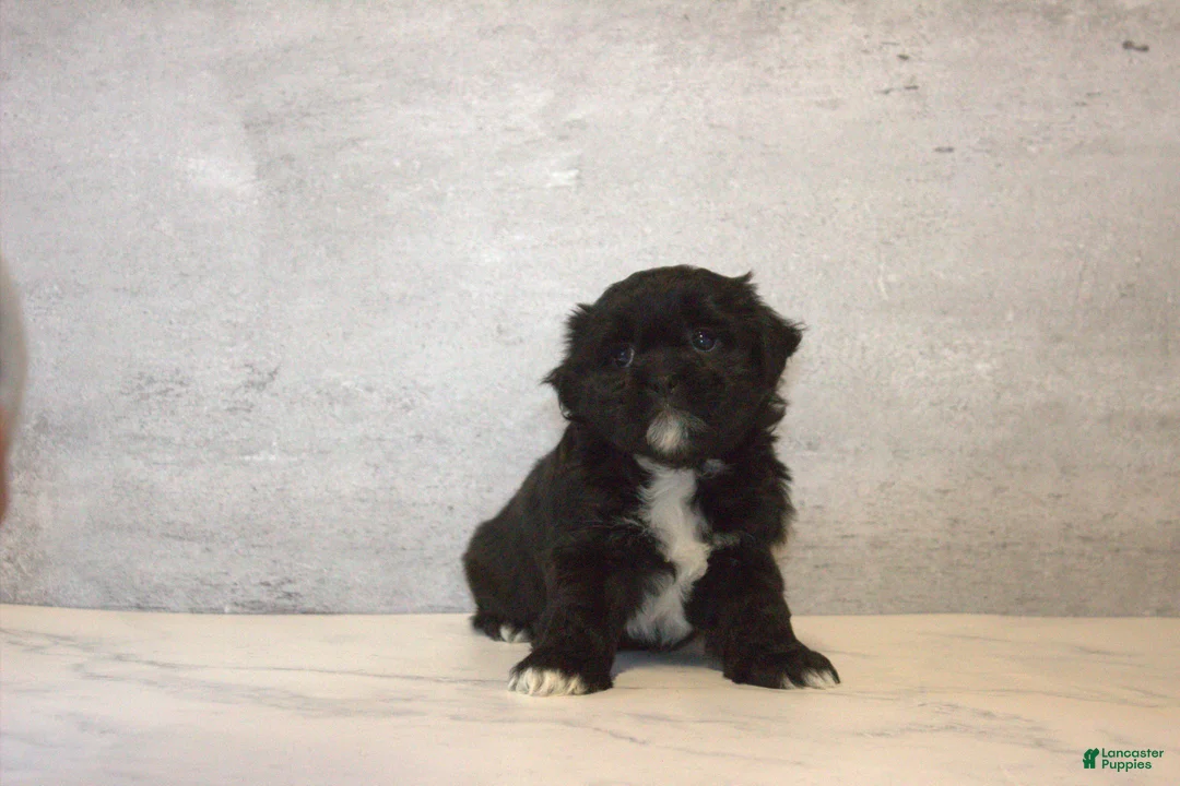 Teddy Bear dogs for sale: Bramble  - Ad 2