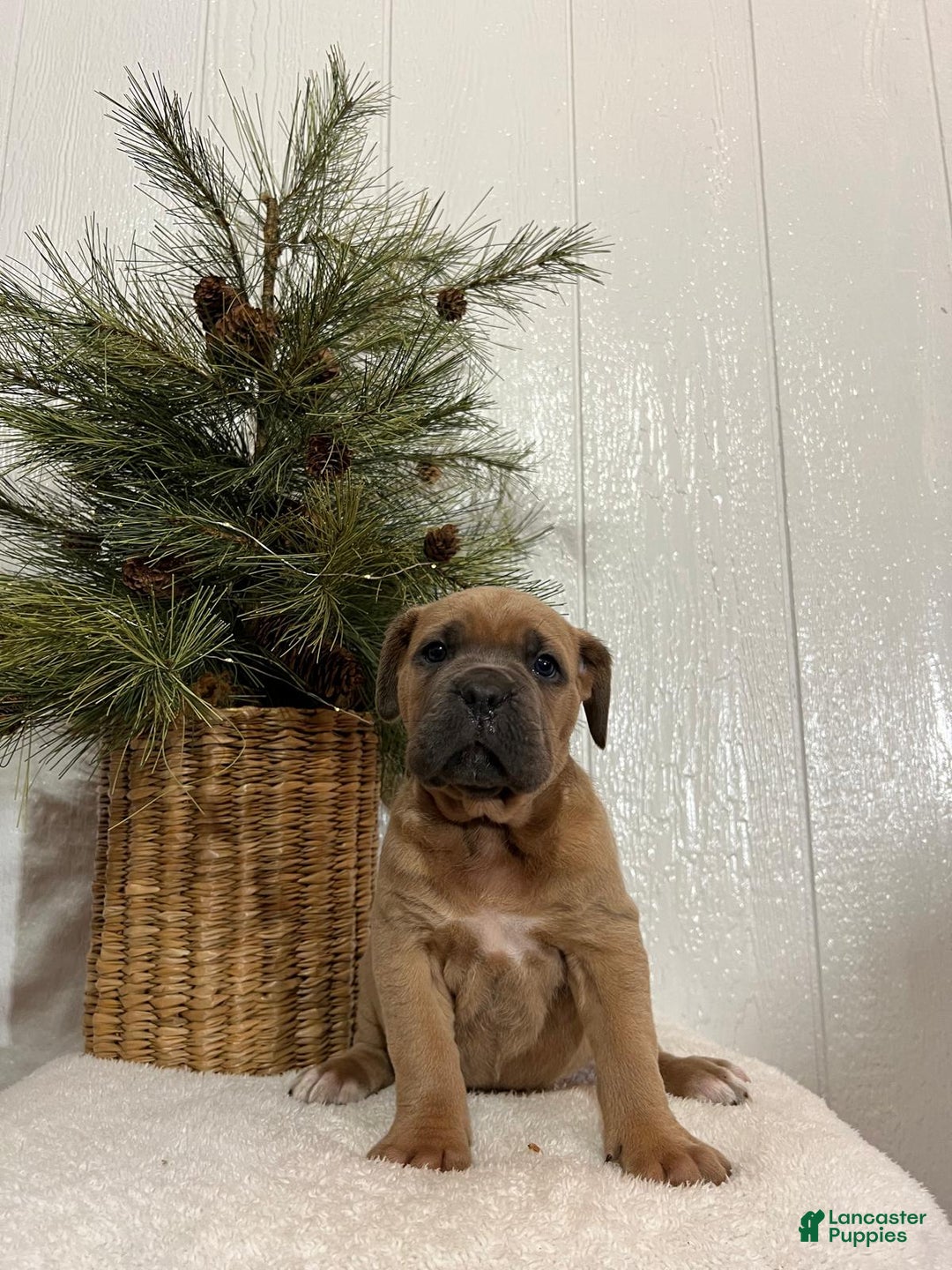 Cane Corso dogs for sale: Hank - Ad 1