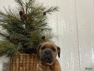 Cane Corso dogs Hank - Ad 32