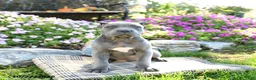 Cane Corso dogs for sale: Titan - Ad 5