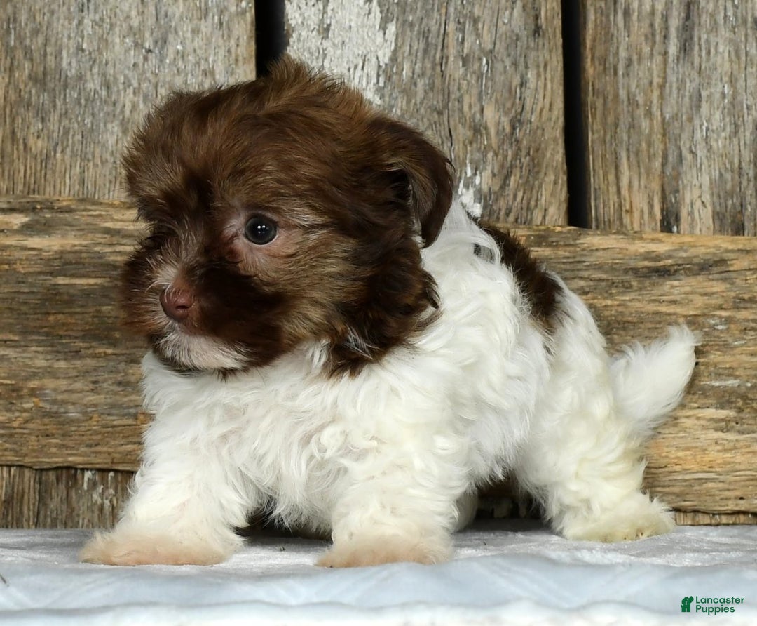 Havanese dogs for sale: Freddy - Ad 6