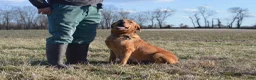 Labrador Retriever dogs for sale: Labrador Retriever 2 - Ad 6