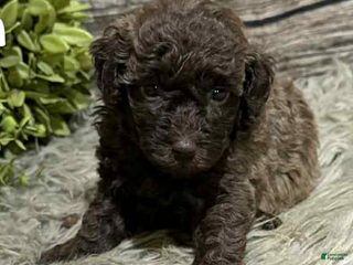 Toy Poodle dogs - Ad 15