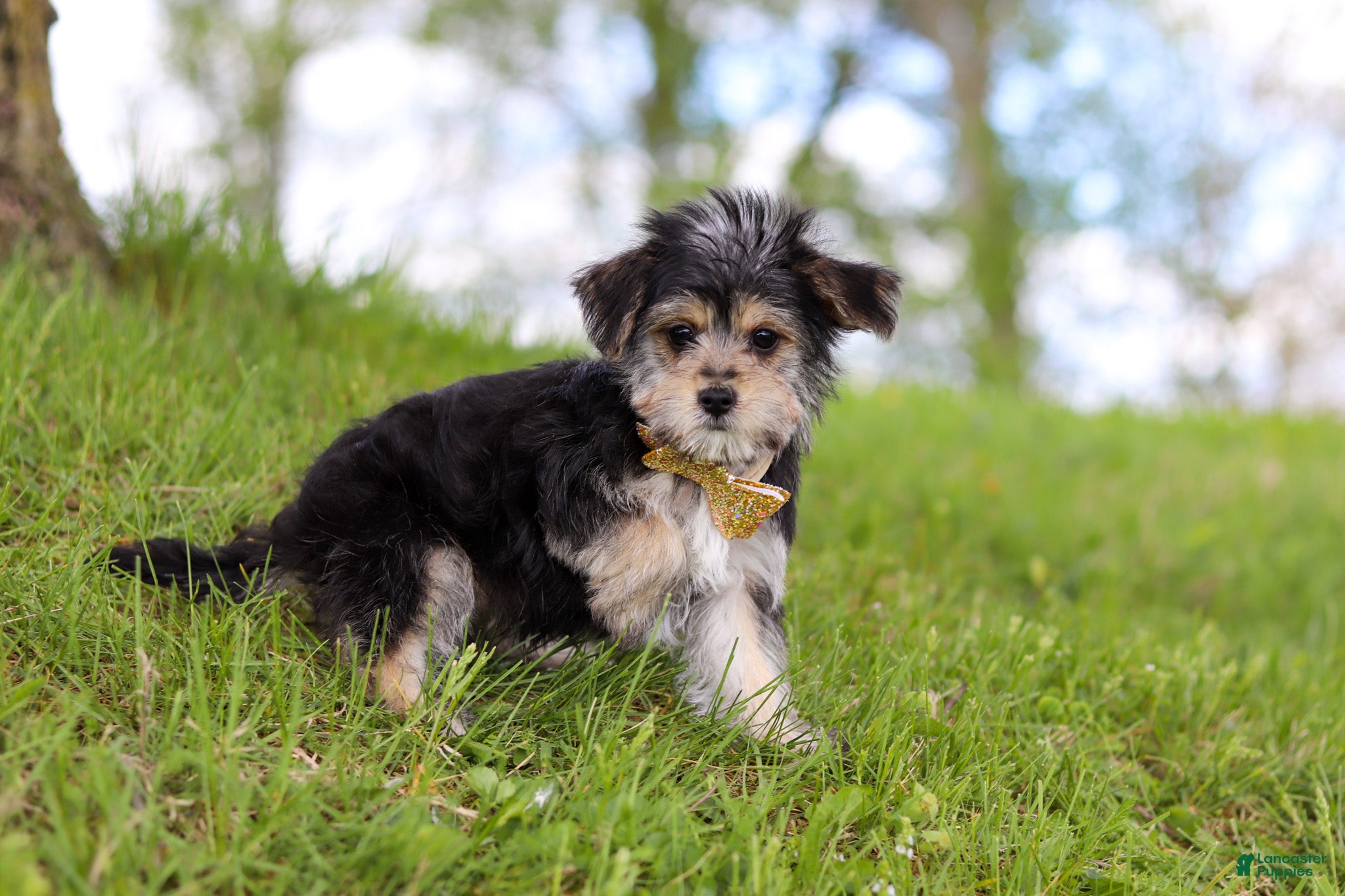 Morkie dogs Kobe - Ad 2