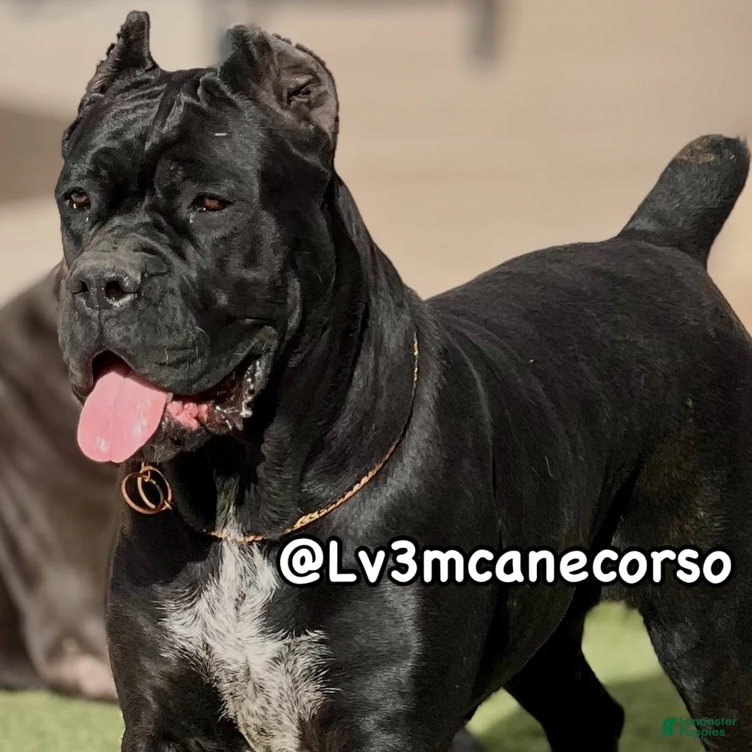 Cane Corso dogs for sale: Cane Corso Chloe - Ad 3