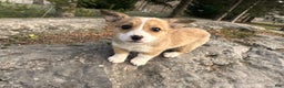 Welsh Corgi Pembroke dogs for sale: Dolly - Ad 3