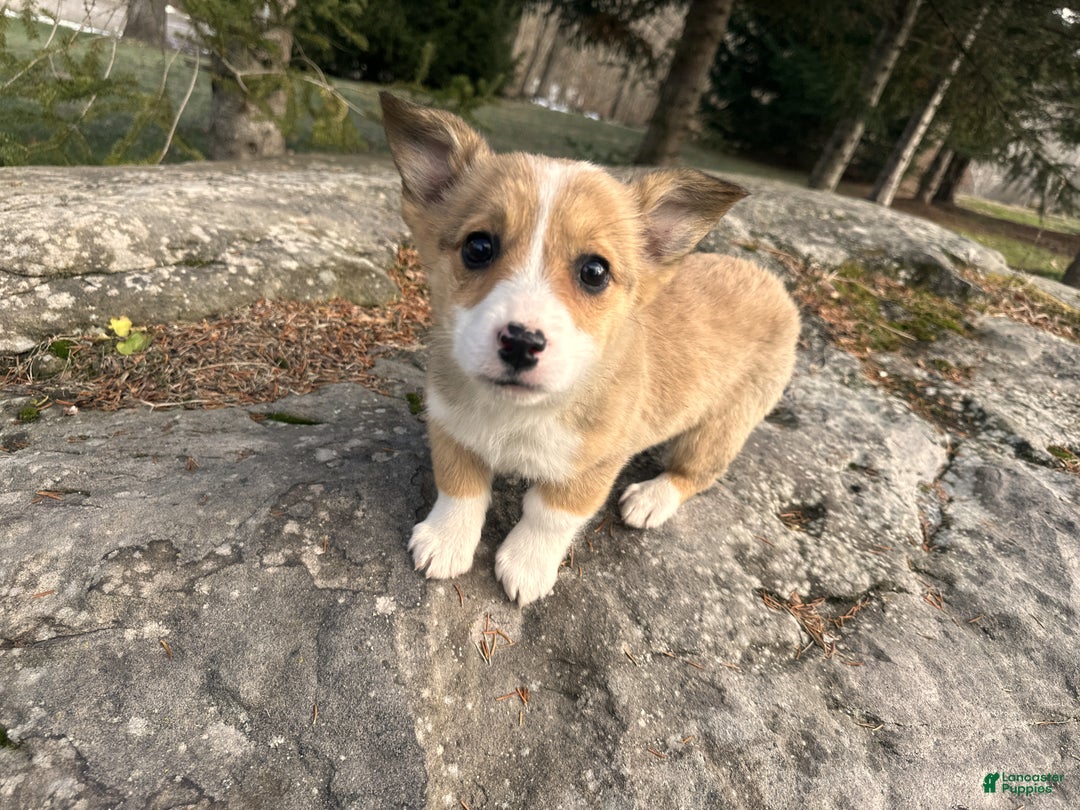 Welsh Corgi Pembroke dogs for sale: Dolly - Ad 3