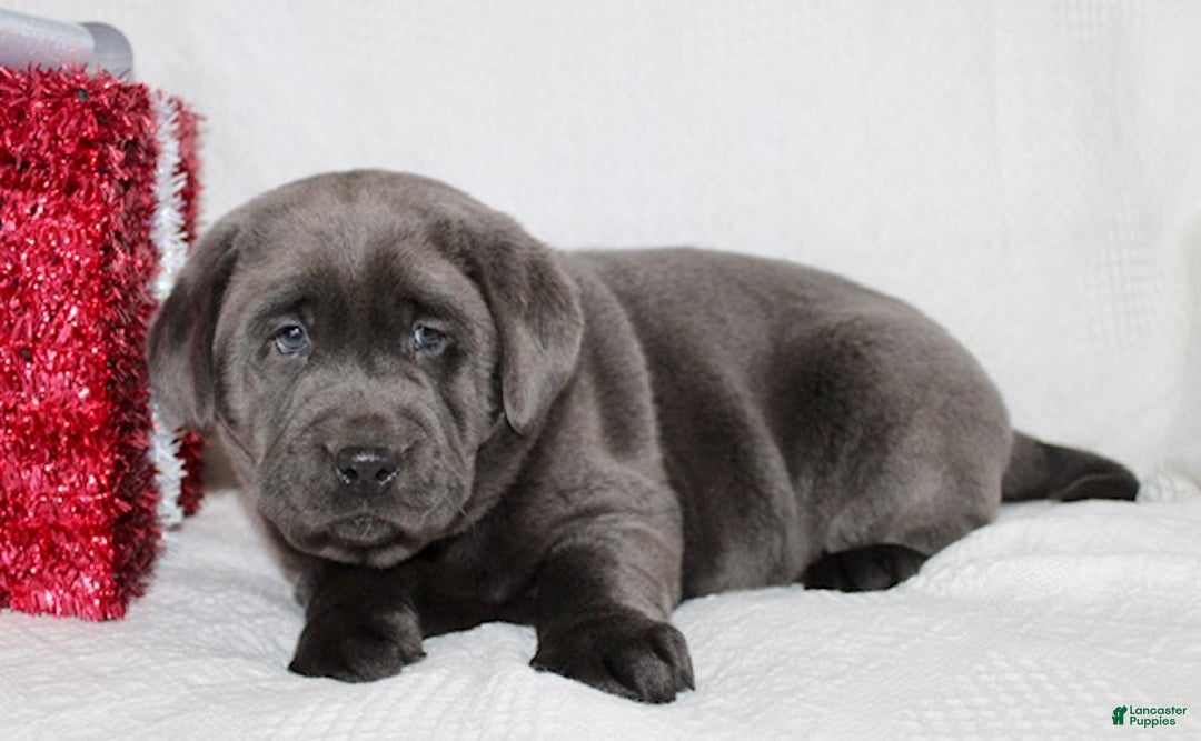 Labrador Retriever dogs for sale: Rosco - Ad 7