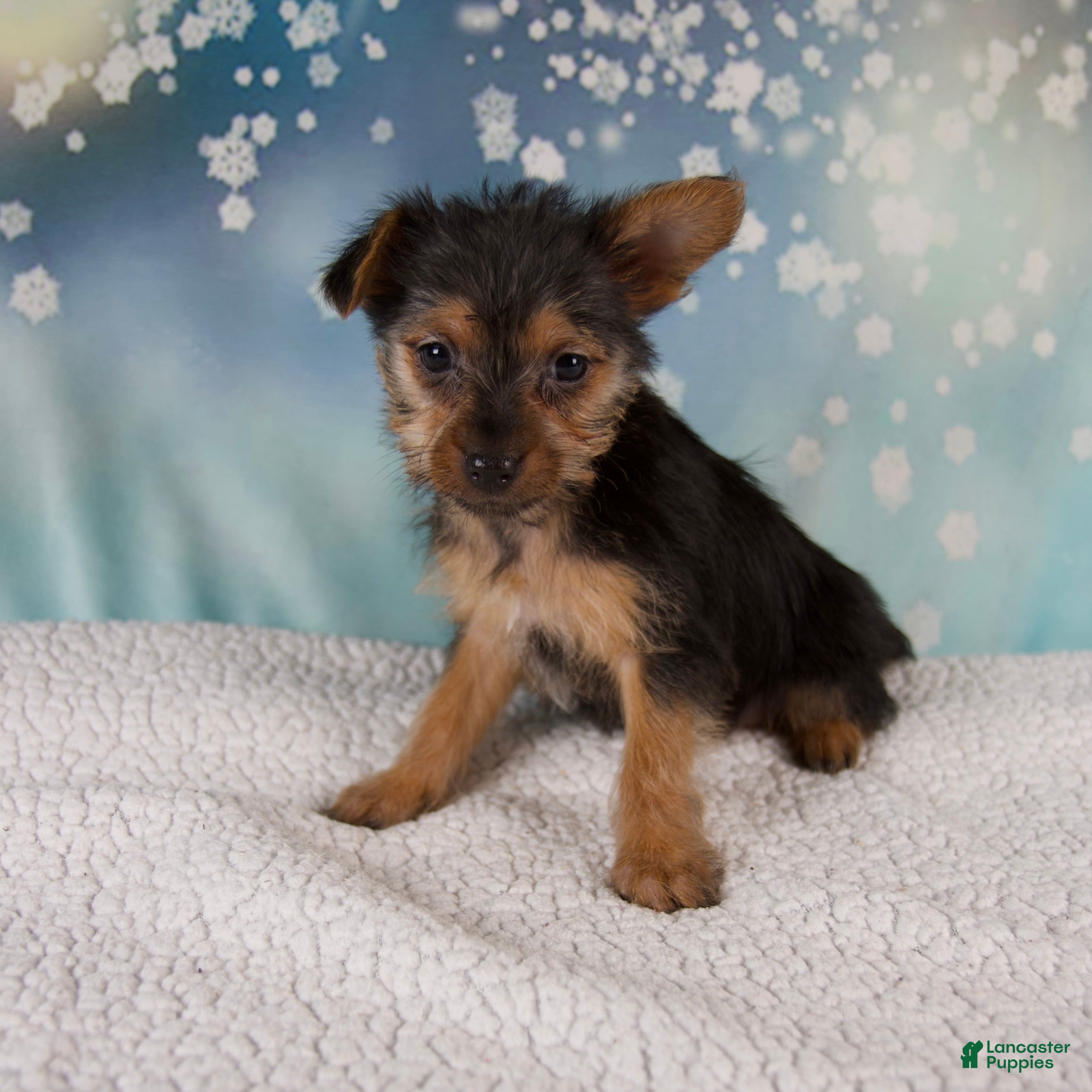 Yorkshire Terrier dogs Kira - Ad 3