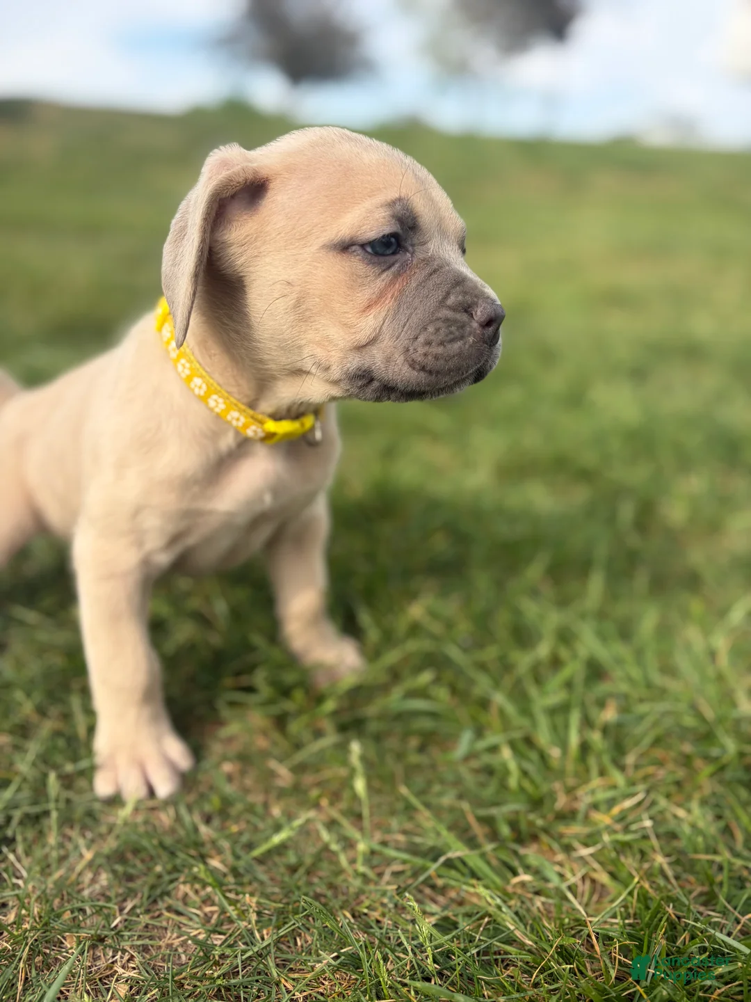 Cane Corso dogs for sale: Cane Corso Puppy 8 - Ad 2