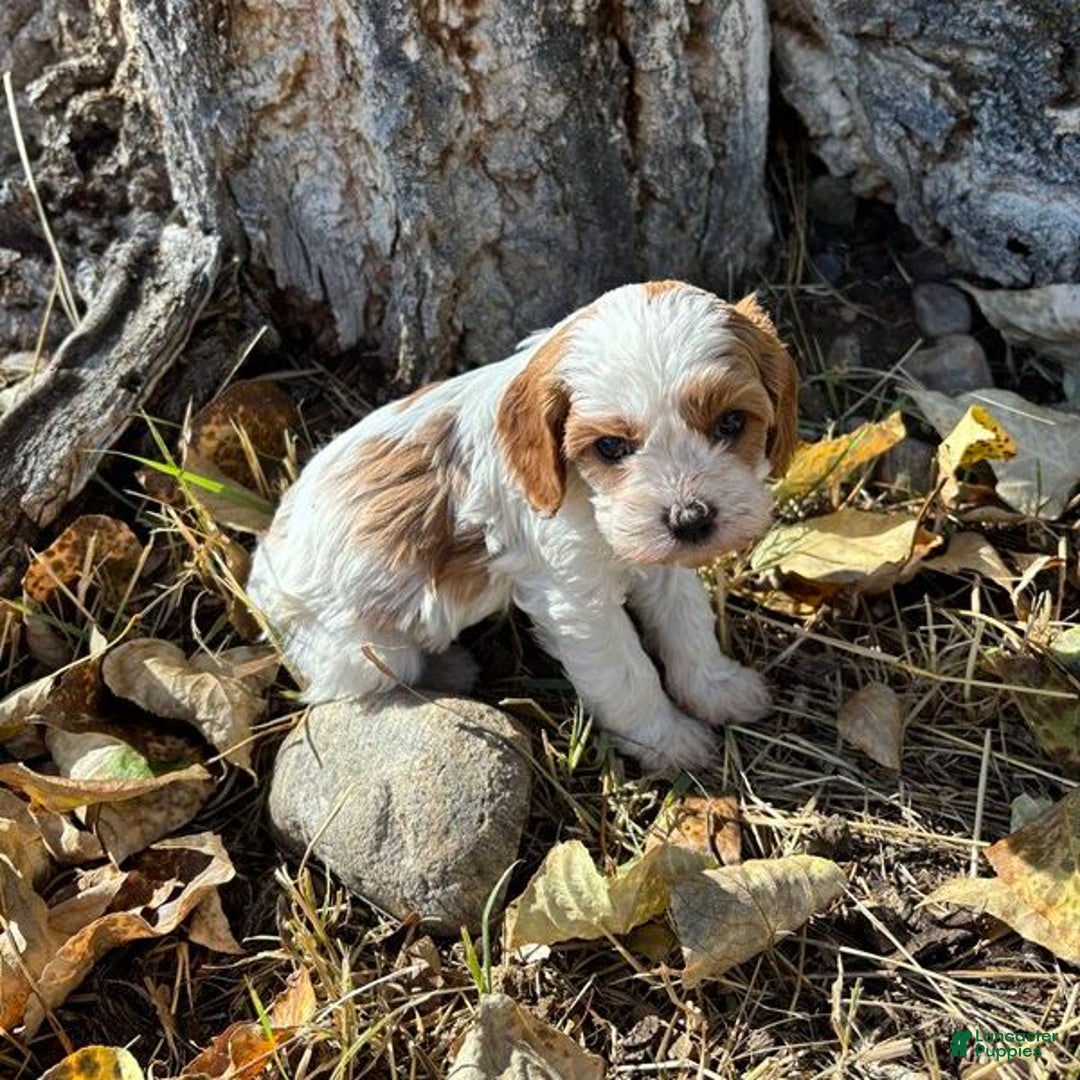 Cavapoo dogs for sale: Seneca - Ad 1