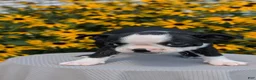 Boston Terrier dogs for sale: Trixie - Ad 8
