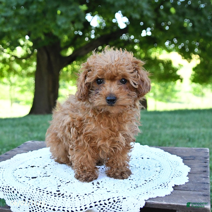 Toy Poodle dogs Tidbit - Ad 2