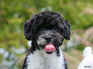 Miniature Poodle dogs - Ad 42