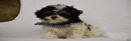 Maltipoo dogs for sale: Benny - Ad 1