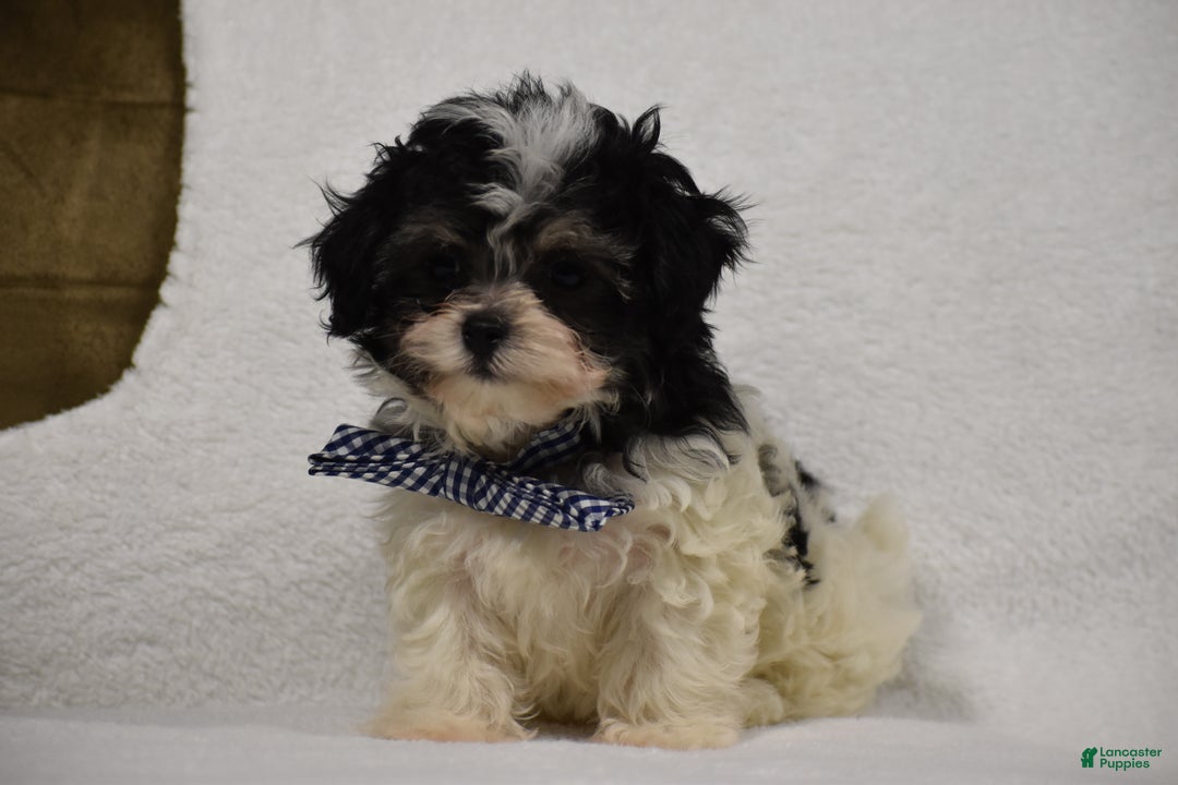 Maltipoo dogs for sale: Benny - Ad 1