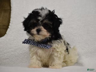 Maltipoo dogs Benny - Ad 25