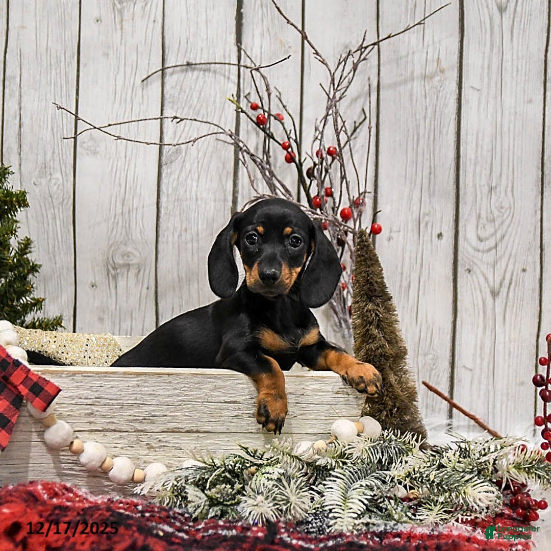 Miniature Dachshund dogs for sale: Willow - Ad 3