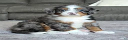 Mini Bernedoodle dogs for sale: Mini Maggie - Ad 8