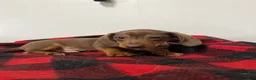 Miniature Dachshund dogs for sale: Gunther  - Ad 5