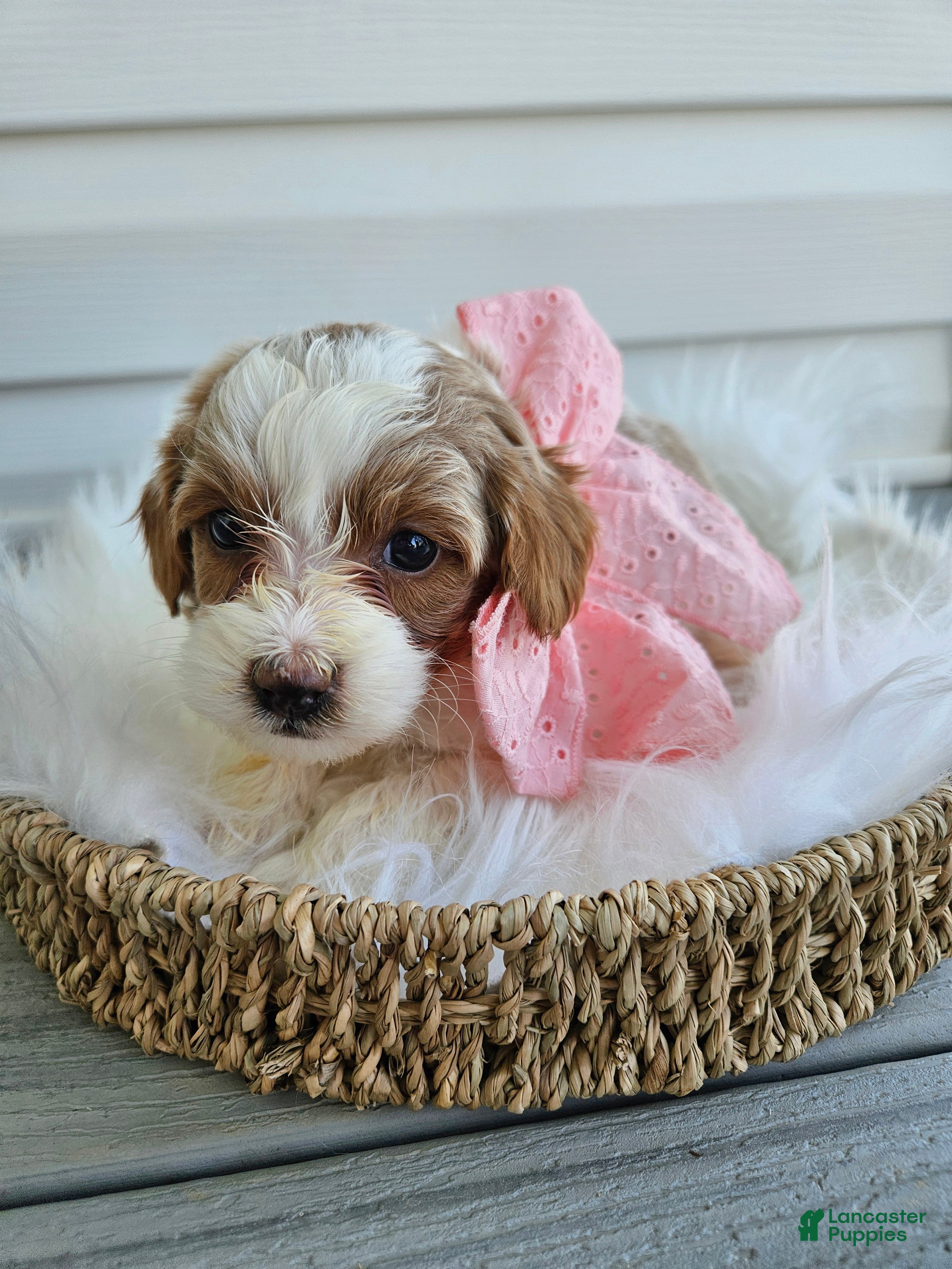 Cavapoo dogs Addie - Ad 35