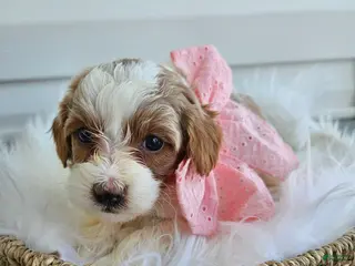 Cavapoo dogs Addie - Ad 35