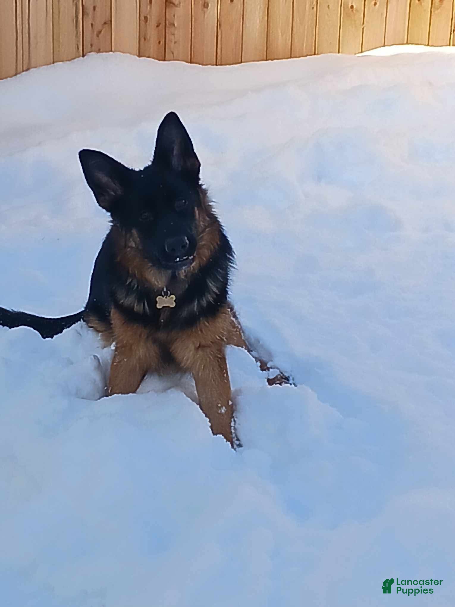 German Shepherd dogs German Shepherd Puppy 1 - Ad 1