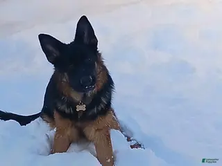 German Shepherd dogs for sale: German Shepherd Puppy 1 - Ad 2