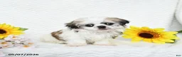 Malshi dogs for sale: Bradley - Ad 5