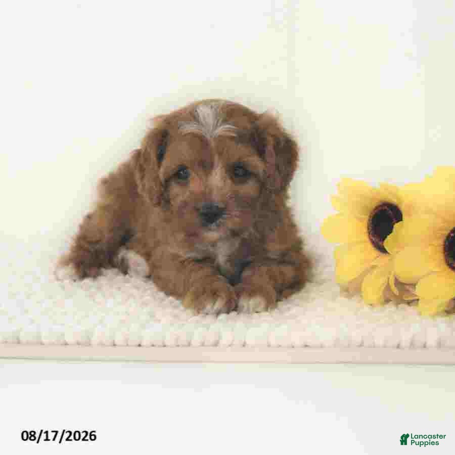 Cavapoo dogs Zachary - Ad 1