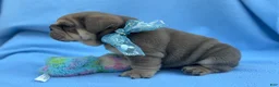 English Bulldog dogs for sale: Cooper - Ad 2