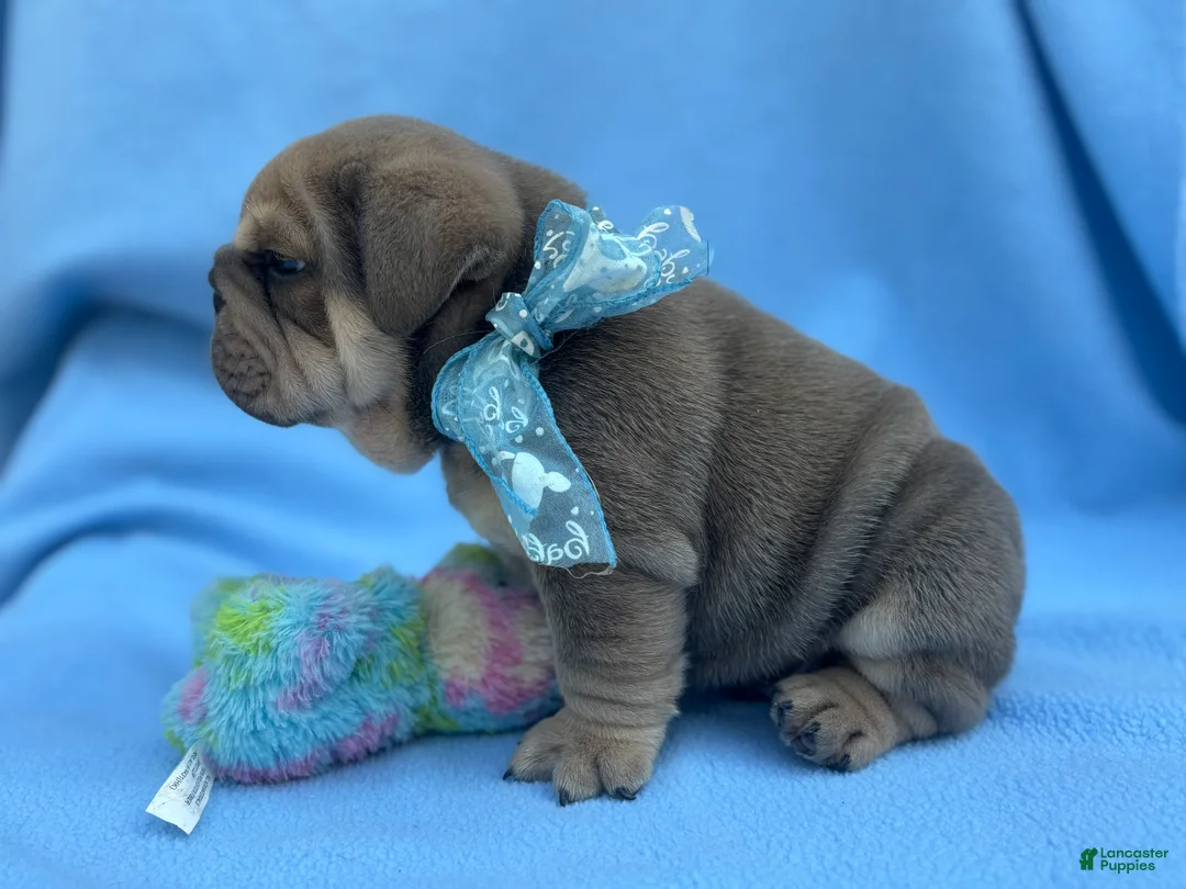 English Bulldog dogs for sale: Cooper - Ad 2