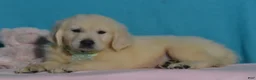 Golden Retriever dogs for sale: Tyler - Ad 3