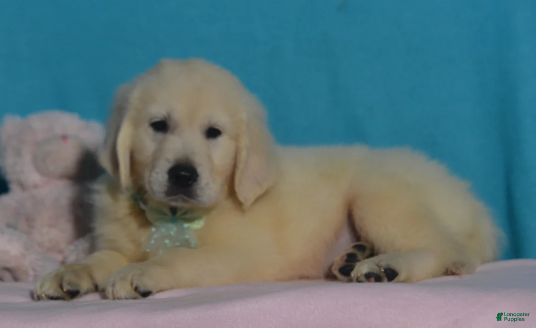 Golden Retriever dogs for sale: Tyler - Ad 3