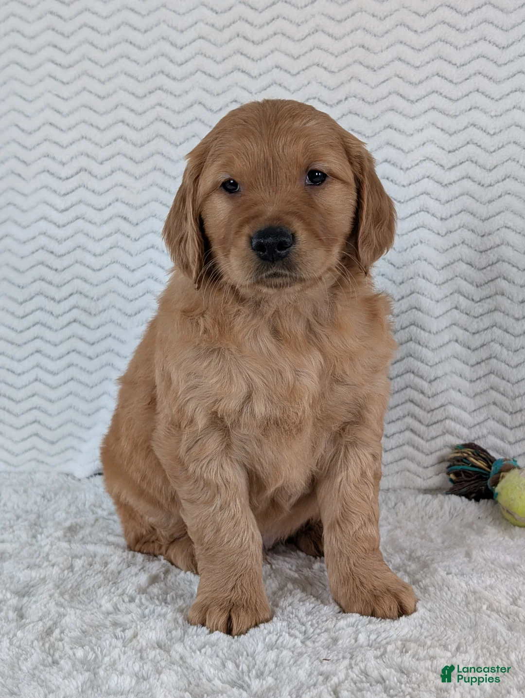 Golden Retriever dogs for sale: Brady - Ad 5