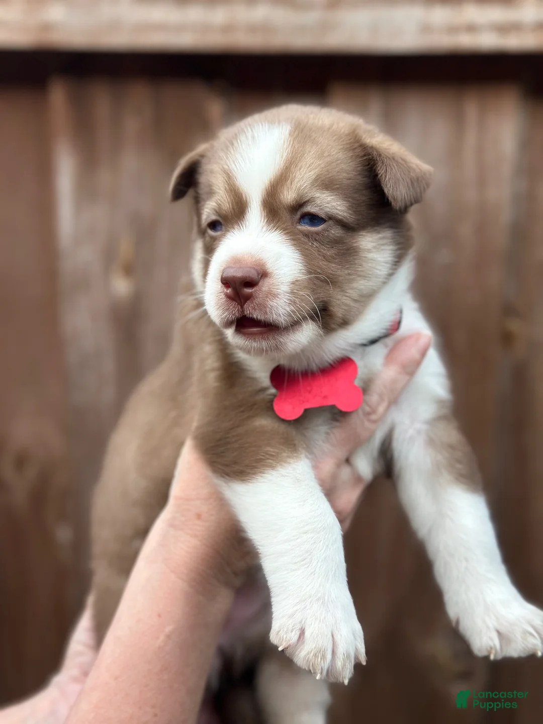 Pomsky dogs for sale: Juniper - Ad 2