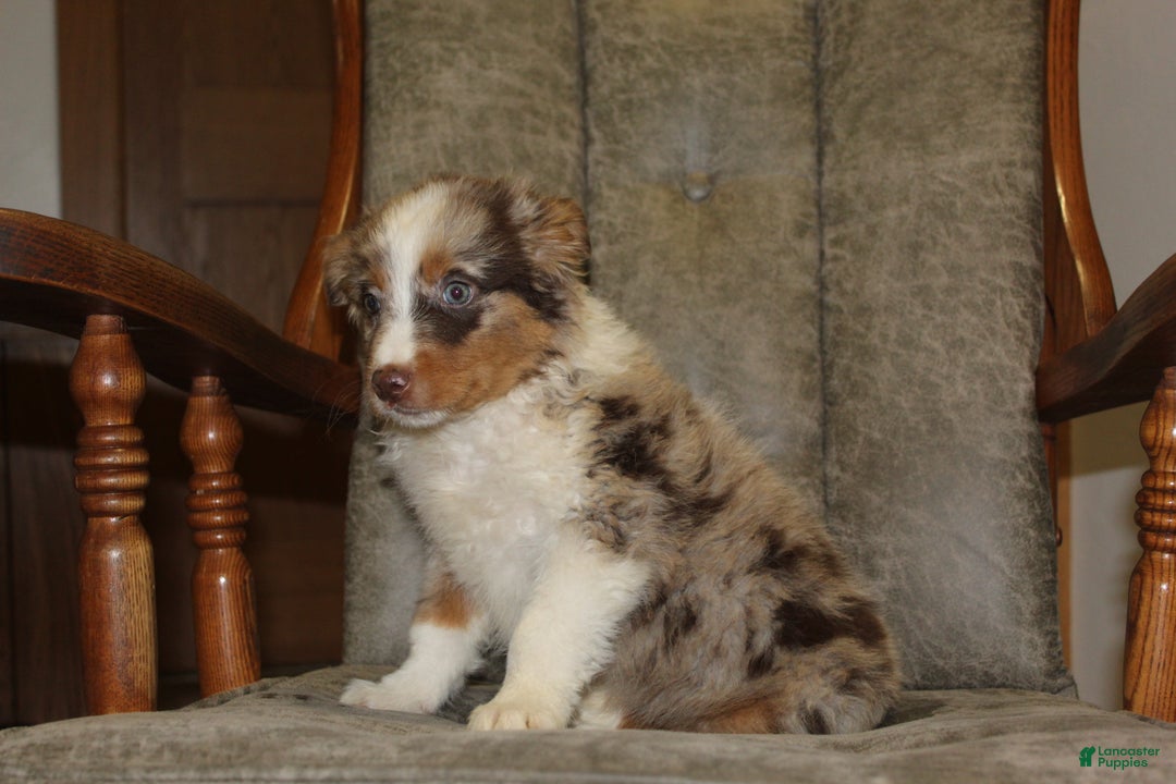 Australian Shepherd dogs for sale: Taco - Ad 3